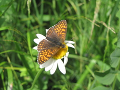 Melitaea caucasogenita