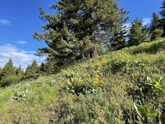 Balsamorhiza sagittata