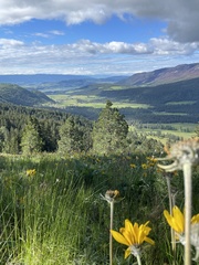 Balsamorhiza sagittata