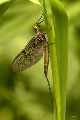Ephemera danica