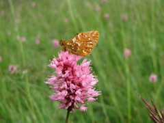 Boloria caucasica