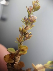 Schroeteria delastrina