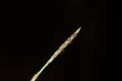 Zoysia matrella