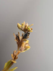 Schroeteria delastrina