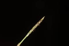 Zoysia matrella