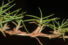 Zoysia matrella