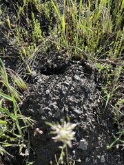 Thomomys talpoides