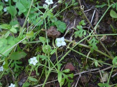 Nemophila pedunculata
