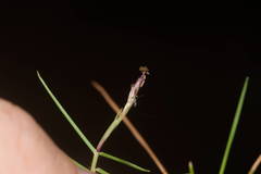 Zoysia matrella