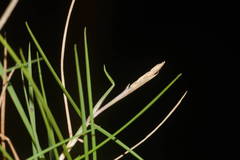 Zoysia matrella