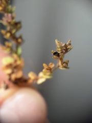 Schroeteria delastrina