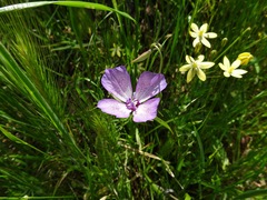 Clarkia dudleyana