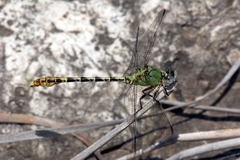 Erpetogomphus crotalinus