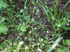 Nemophila pedunculata