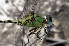 Erpetogomphus crotalinus