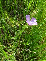 Clarkia dudleyana