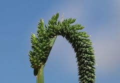 Phleum paniculatum
