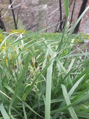 Festuca kingii