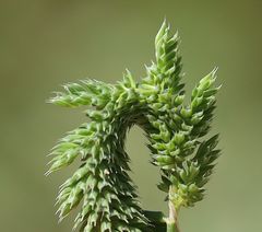 Phleum paniculatum