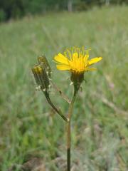 Crepis runcinata