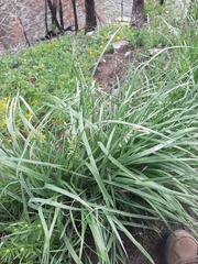 Festuca kingii