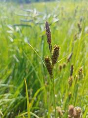 Carex nebrascensis