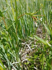Epilobium lactiflorum