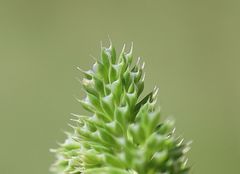 Phleum paniculatum