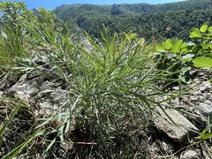Peucedanum officinale