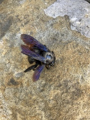 Xylocopa griswoldi