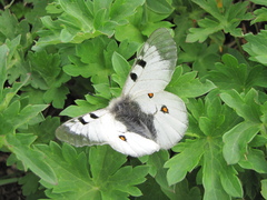 Parnassius nordmanni