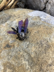 Xylocopa griswoldi