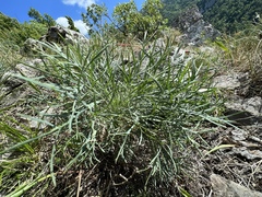 Peucedanum officinale