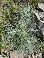 Peucedanum officinale