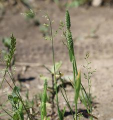 Phleum paniculatum