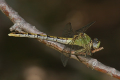 Erpetogomphus crotalinus