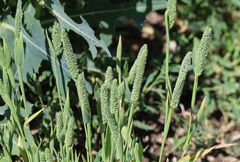 Phleum paniculatum