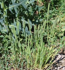 Phleum paniculatum