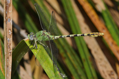 Erpetogomphus crotalinus