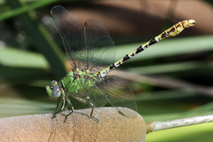 Erpetogomphus crotalinus