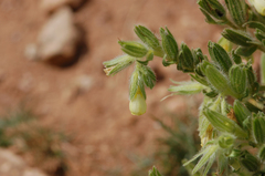 Onosma fastigiata