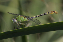 Erpetogomphus crotalinus