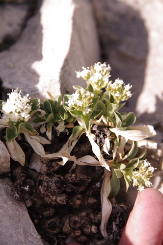 Image of Valeriana texana by (c) Eric Knight, some rights reserved (CC BY)