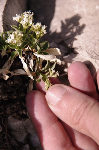 Image of Valeriana texana by (c) Eric Knight, some rights reserved (CC BY)
