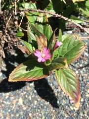Epilobium ciliatum watsonii