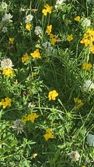 Lotus corniculatus