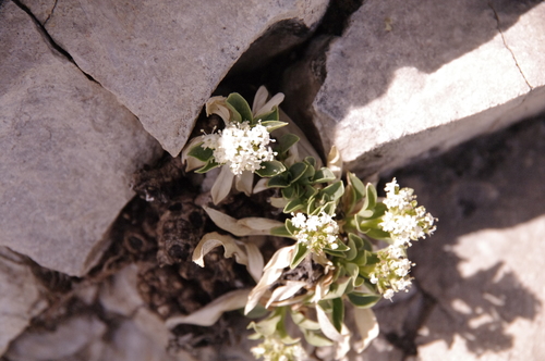 Guadalupe valerian (Valeriana texana)