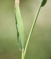 Phleum paniculatum
