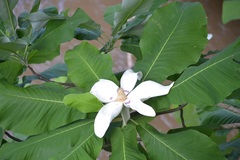 Magnolia macrophylla