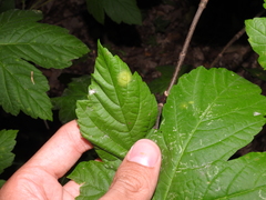 Drisina glutinosa